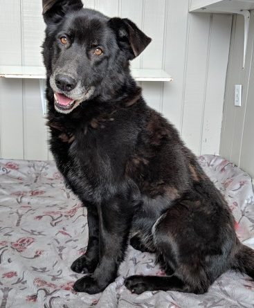 Chien Labrador croisé pour adoption -Bly- u2013 SPA Régionale
