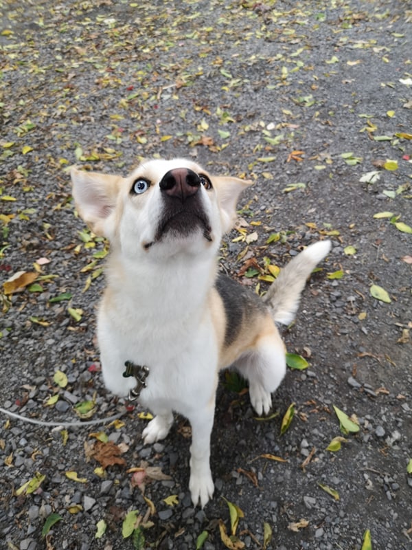 Chien Husky Croisé Pour Adoption Louna Page 3 Spa