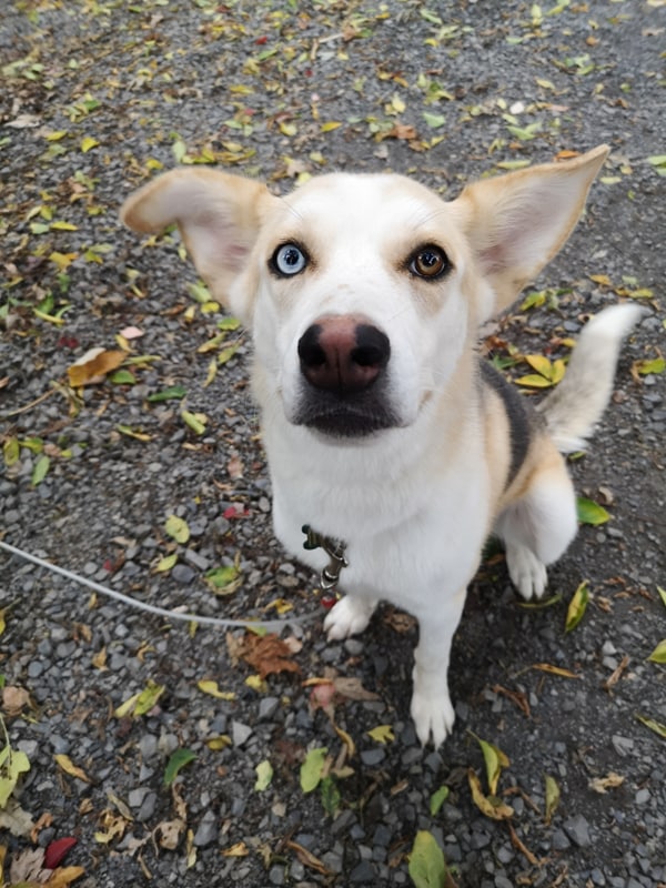 Chien Husky Croisé Pour Adoption Louna Page 3 Spa