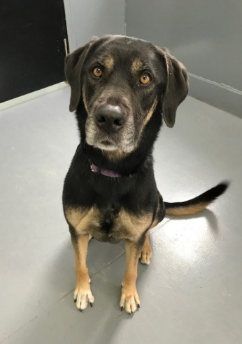 Chien Berger Allemand Croisé Pour Adoption Chloée Spa