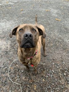 Chien Berger Allemand Croisé Pour Adoption Chloée Spa