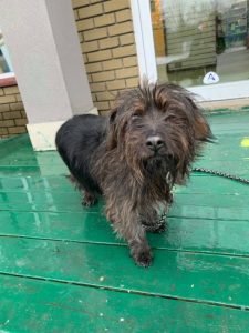 Chien Berger Allemand Croisé Pour Adoption Chloée Spa