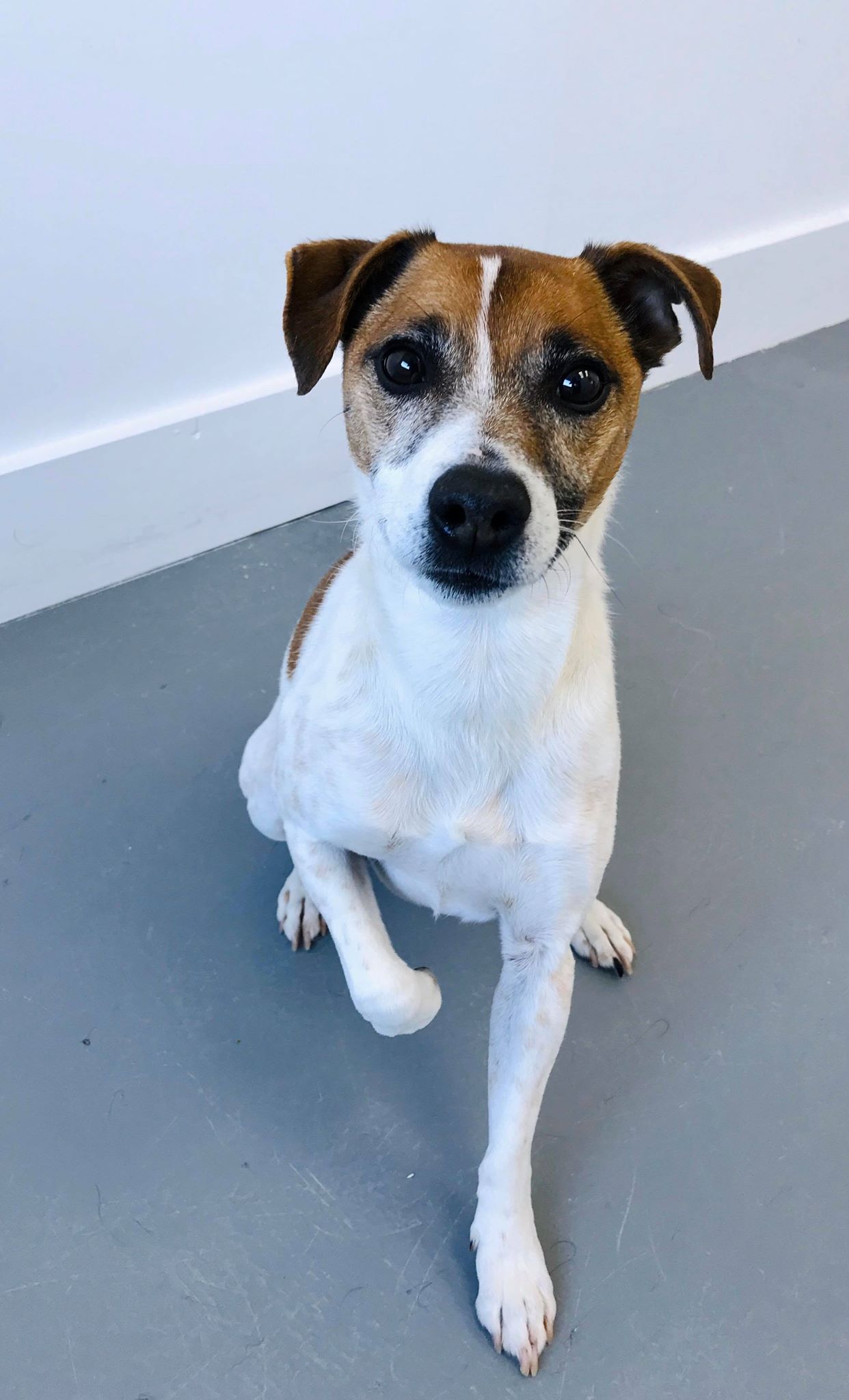 Chien Jack Russel pour adoption – Jack – SPA Régionale