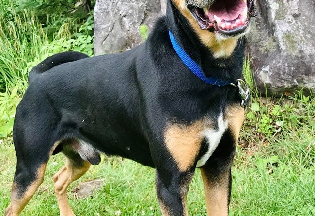 Chien Doberman X Berger Allemand Pour Adoption Shadow Spa Regionale