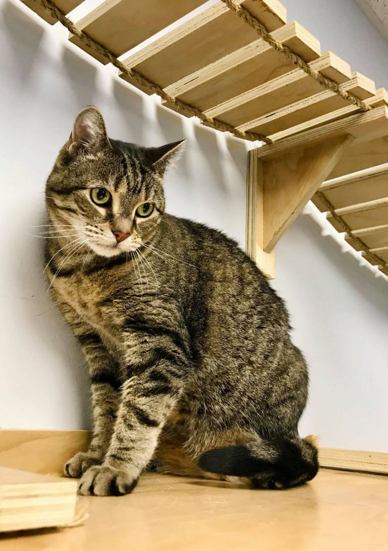 Comment Apprivoiser Un Chaton Sauvage De 6 Mois Chats pour adoption – SPA Régionale