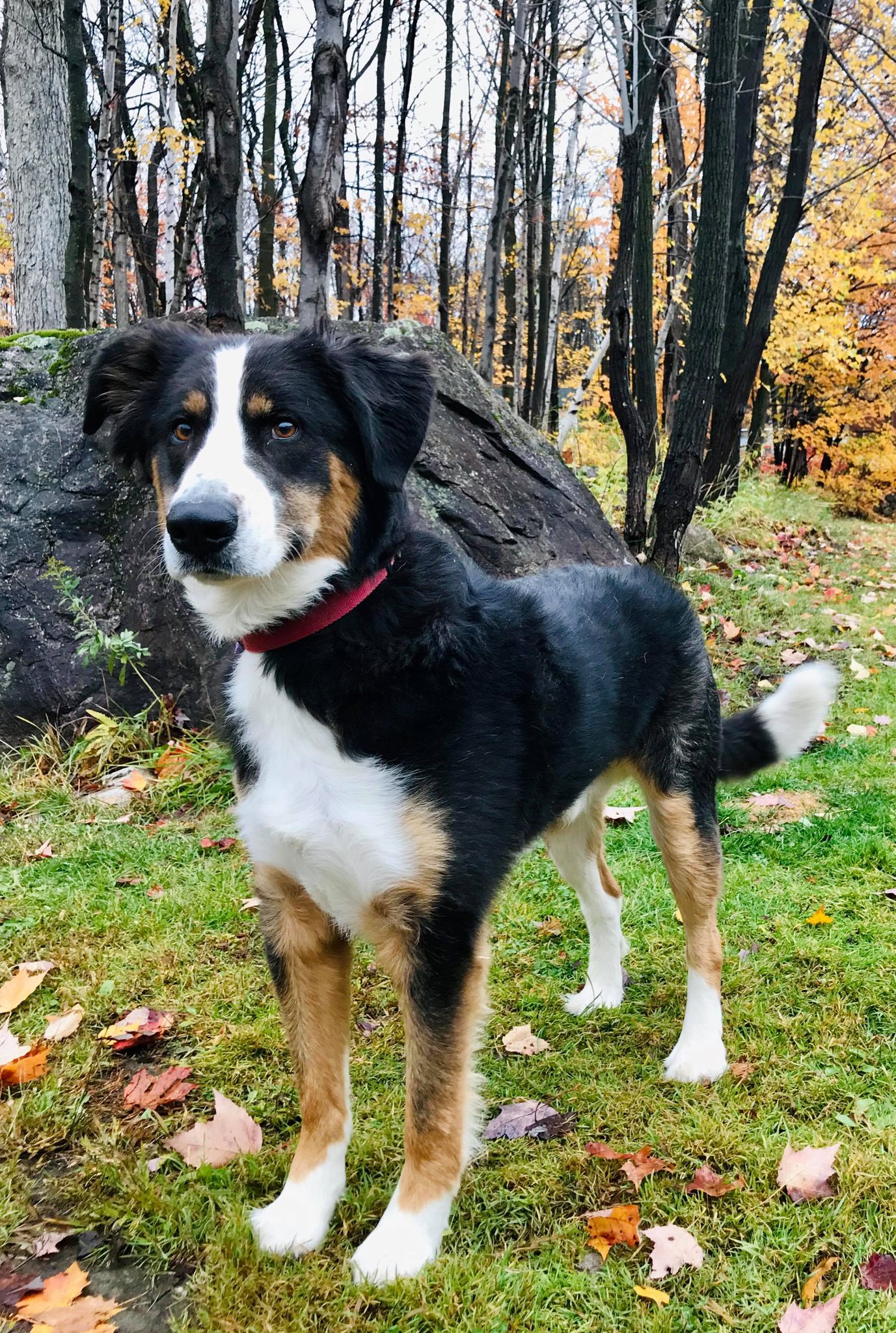 **LISTE D’ATTENTE COMPLÈTE** Chien Bouvier Bernois X Border Collie pour adoption Whisky SPA