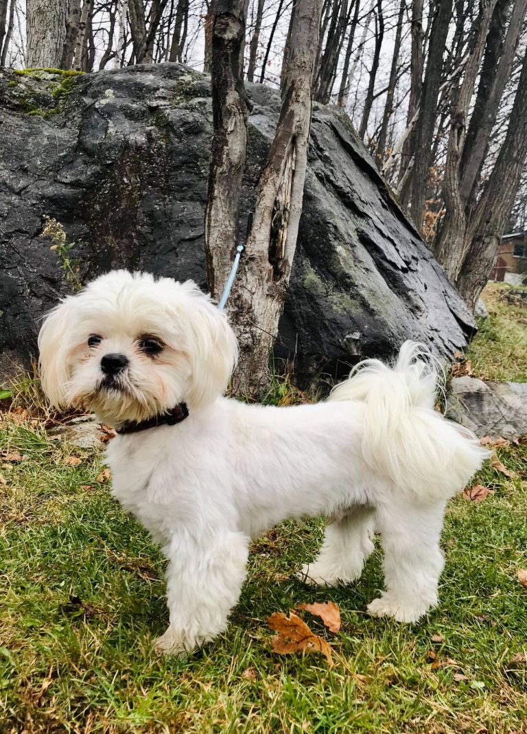 **ADOPTÉ** Chien Shih Tzu X pour adoption Bobi SPA Régionale **ADOPTÉ** Chien Shih Tzu X pour adoption Bobi SPA Régionale