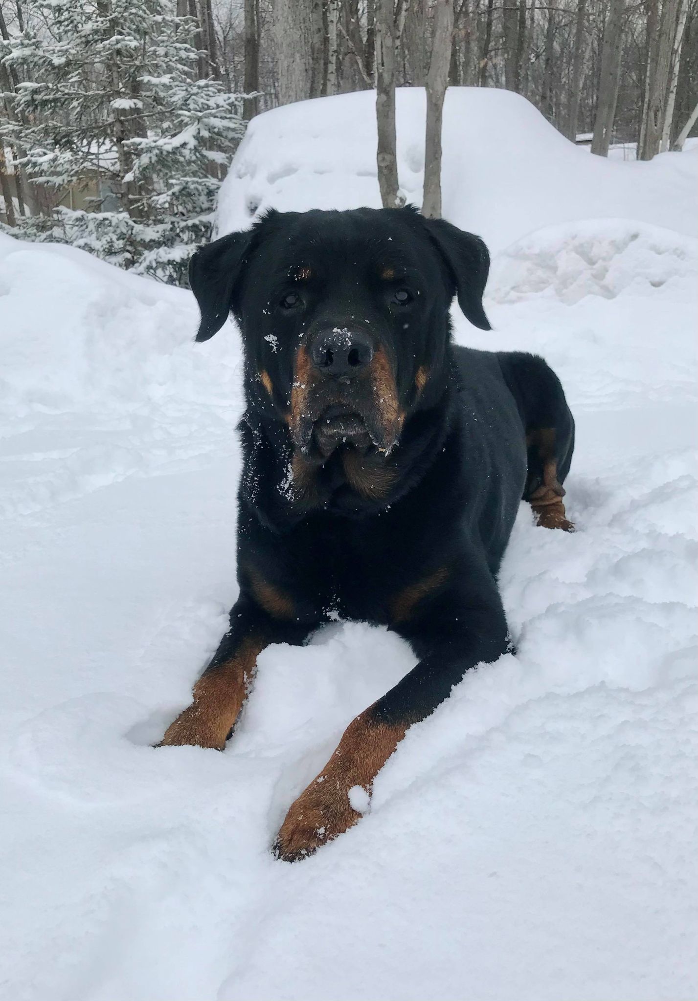 **ADOPTÉ** Chien Rottweiler pour adoption – The Rock – SPA Régionale