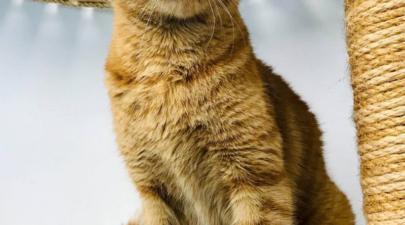 Adopte Maurice Page 2 Spa Regionale