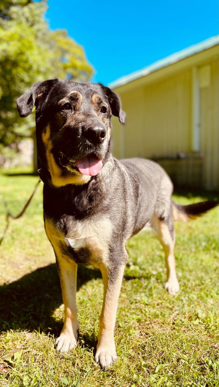 Chienne Labrador X Berger Allemand pour adoption Caly SPA Régionale