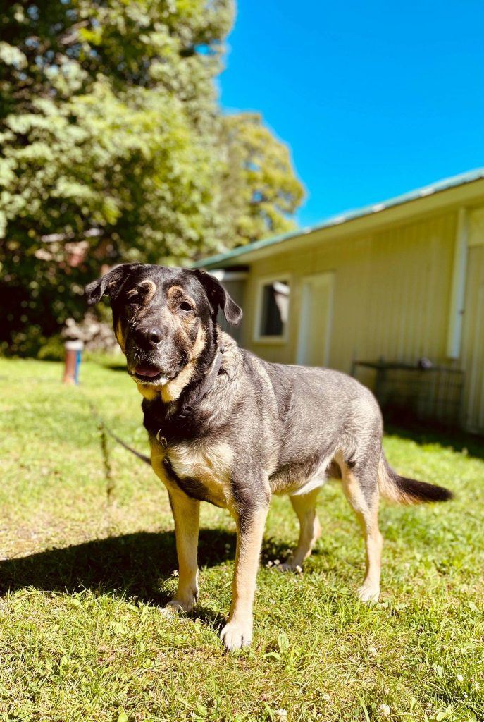 Chienne Labrador X Berger Allemand pour adoption Caly SPA Régionale
