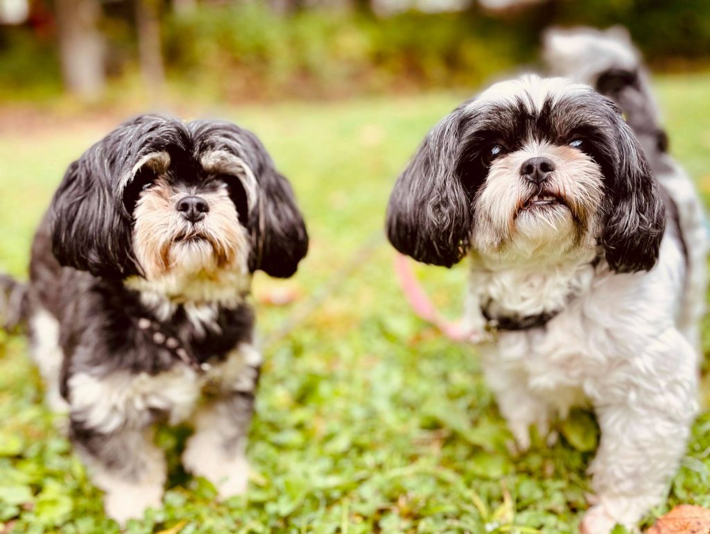 Chiennes Shih Tzu pour adoption commune Maggie et Daisy SPA Régionale