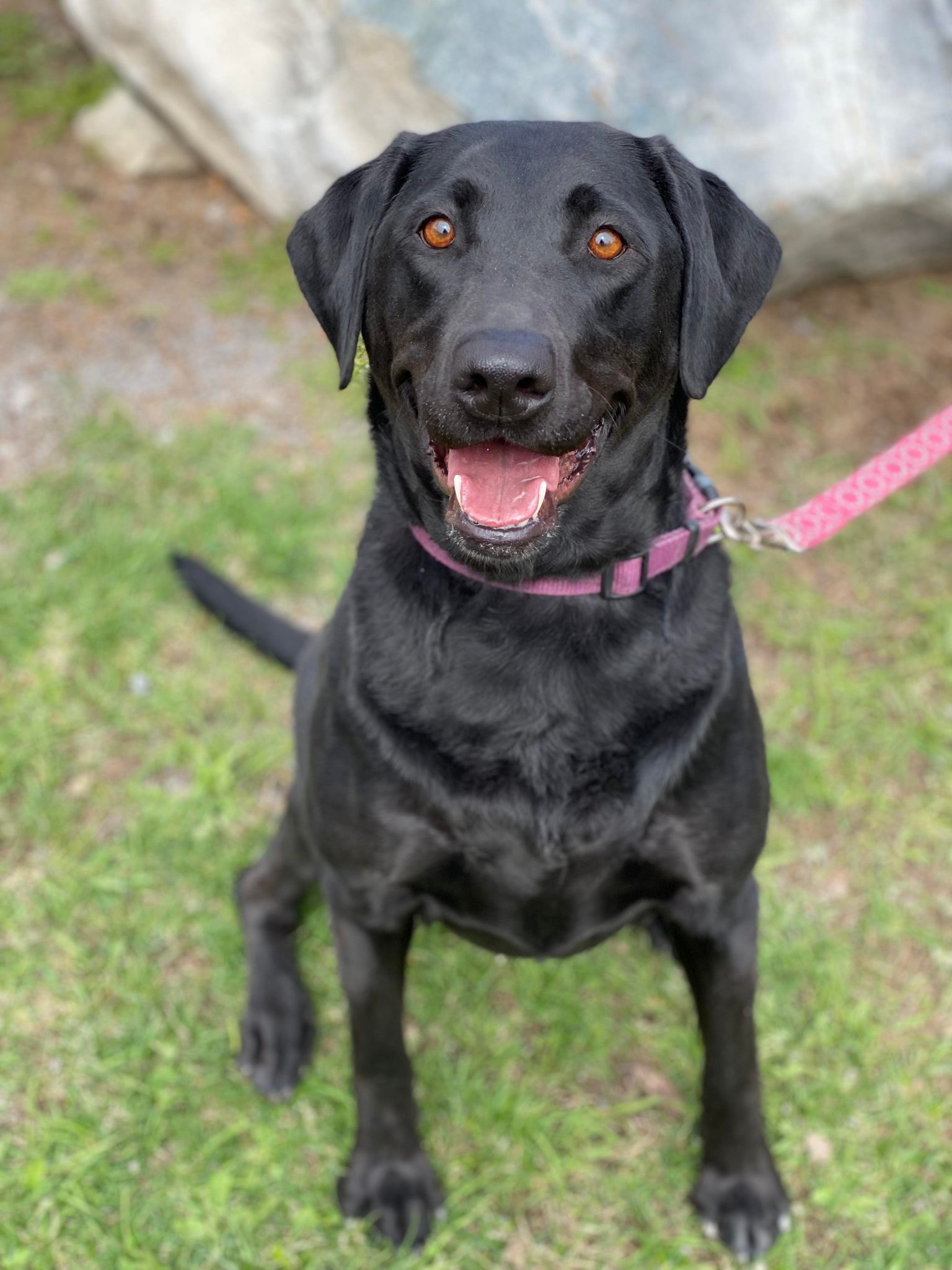 FRANCE ADOPTION CHIEN visual data 4